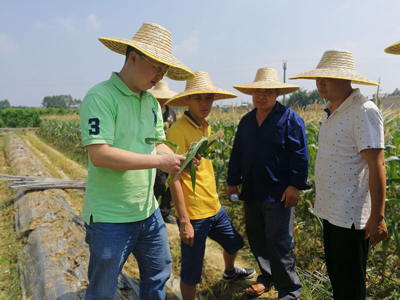 太阳GG邻家公司组织村委到横县校椅镇田地中考察水果玉米种植.jpg